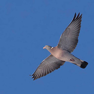 adulto, Lessinia (VR), 17.02.2019