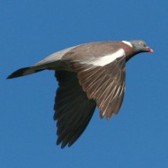 adulto, Mestre (VE), 22.03.2007