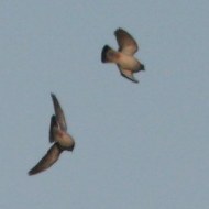 stormo in volo acrobatico, Ca'Noghera (VE), 11.10.2009
