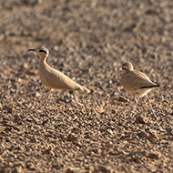 adulto e giovane, ottobre
