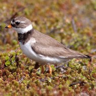 femmina in abito riproduttivo, giugno