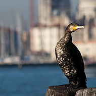 subadulto, Venezia, 3.02.2013