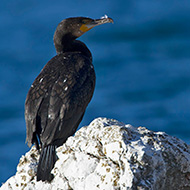 adulto in abito invernale, Malcesine (VR), 9.12.2012