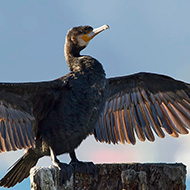 adulto in abito invernale, Malcesine (VR), 9.12.2012
