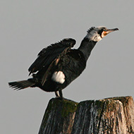 adulto in abito riproduttivo, Tessera (VE), 3.03.2007