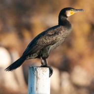 adulto in abito invernale, dicembre