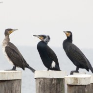 immaturo (a sn), adulto in abito riproduttivo (al centro) e adulto in abito invernale (a ds), Peschiera del Garda (VR), 10.01.2016
