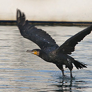 adulto, Peschiera del Garda (VR), 18.11.2012