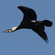 adulto in abito riproduttivo, Piazzola sul Brenta (PD), 2.03.2013