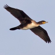 immaturo, Valeggio sul Mincio (VR), 18.11.2012