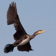 immaturo in muta, Lago del Frassino (VR), 19.08.2009