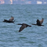 adulti e immaturo in volo, Peschiera del Garda (VR), 25.09.2016