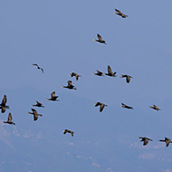 gruppo in volo, Peschiera del Garda (VR), 25.09.2016