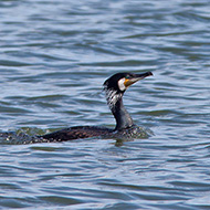 adulto in abito riproduttivo, Sacca di Scardovari (RO), 22.05.2010