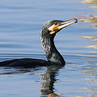 adulto in abito di transizione, Garda (VR), 22.02.2019