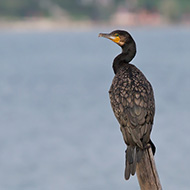 adulto in abito invernale, Lido Campanello (VR), 22.09.212
