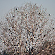 roost invernale, Lago del Frassino (VR), 6.03.2006