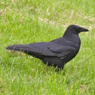 cornacchia nera adulta, giugno