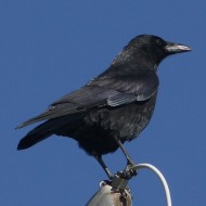 cornacchia nera adulta, ottobre