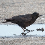 cornacchia nera adulta, febbraio