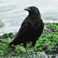 cornacchia nera adulta, luglio