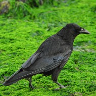 cornacchia nera adulta, luglio