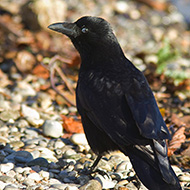 cornacchia nera adulta, dicembre