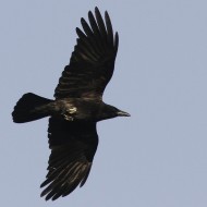 cornacchia nera adulta, Chirignago (VE), 13.05.2011