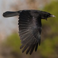 cornacchia nera adulta, novembre