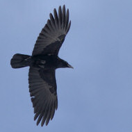 cornacchia nera adulta, Sappada (BL), 13.02.2016