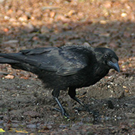 cornacchia nera adulta, giugno