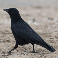 cornacchia nera adulta, 12.02.2015