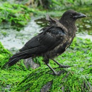 cornacchia nera giovane(?), luglio