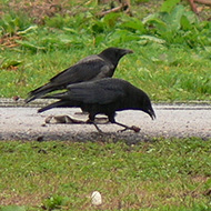 cornacchia nera adulta con cornacchia grigia, Sedico (BL), 17.11.2013