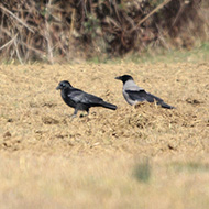 cornacchia nera adulta con cornacchia grigia, Erbezzo (VR), 22.01.2012