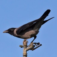 cornacchia grigia adulta, Nogara (VR), 28.03.2015