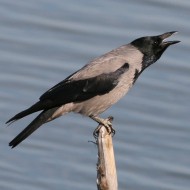 cornacchia grigia adulta, Sacca_Scardovari(RO), 31.10.2006