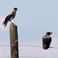 cornacchia grigia adulti, Sorg� (VR), 19.07.2008