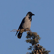 cornacchia grigia adulta, Verona, 6.01.2019