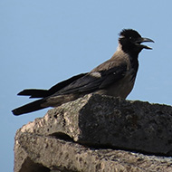 cornacchia grigia adulta, Velo Veronese (VR), 22.07.2015