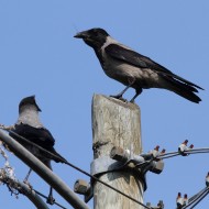 cornacchia grigia adulta con giovani, Monte Loffa (VR), 15.06.2013