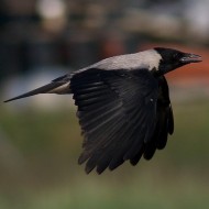 cornacchia grigia adulta, Tessera (VE), 31.05.2015
