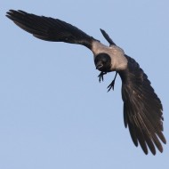 cornacchia grigia adulta, Tessera (VE), 31.05.2015