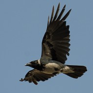 cornacchia grigia adulta, giugno