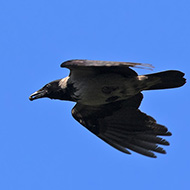 cornacchia grigia adulta, Verona, 8.04.2017