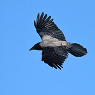 cornacchia grigia adulta, Lessinia (VR), 24.10.2015