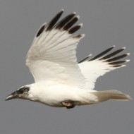 cornacchia grigia adulta leucistica, Sedico (BL), 17.11.2013