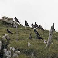 cornacchia grigia gruppo, Lessinia (VR), 5.08.2017