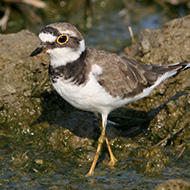 femmina in abito riproduttivo, Valle di Marcello (VE), 29.07.2007