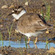 femmina in abito riproduttivo incompleto, Isola della Scala (VR), 18.05.2013